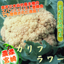 九州産カリフラワー(1株)|タマチャンショップ 野菜 南九州産 やさい お取り寄せ おとりよせ 九州野菜 国産 グルメ ギフト プレゼント 贈り物 喜ばれる お祝い 還暦祝い 父母 新鮮野菜 お土産 誕生日プレゼント 長寿祝い 退職祝い 健康 国内産 日本産