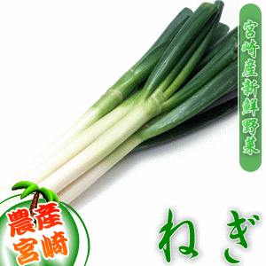 【野菜 九州】宮崎県産白ねぎ只今のねぎは、地元生産者からの直...