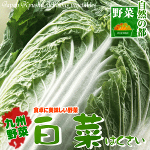 【野菜 九州】九州産白菜（はくさい）これからの鍋シーズンに大活躍の九州の大地で育った元気な…...:kyunan:10000433