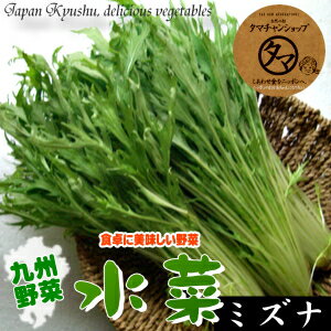 【九州 野菜】水菜(みずな)無農薬栽培1束(宮崎産)はなまるマーケットでも紹介された栄養たっぷりの水菜