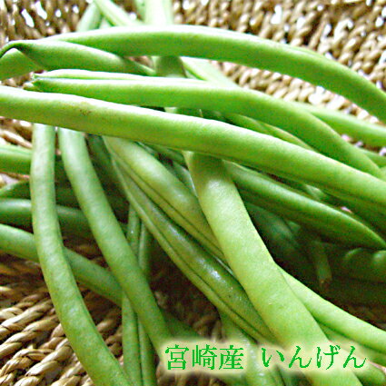 【九州産 新鮮野菜】直送！いんげん(インゲン)タマタチャンファームで取れたいんげん豆、新鮮でおいしいよ