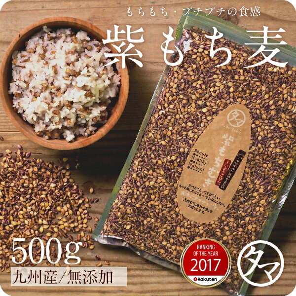 【送料無料】超希少な紫もち麦500g（九州産/30年度産）紫が濃い状態で収穫したもち麦です。もち麦に比べてポリフェノールの1種、アントシアニジンを多く含み、より一層もちもちぷちぷちの食感が楽しめます【国産 もち麦/無添加/ダイシモチ/モチムギ】