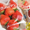 【送料無料】【予約受付中!12月中旬ごろから出荷開始】【大粒限定】【1.2kg以上】 い