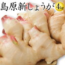 【8月下旬から9月上旬頃の発送】【送料無料】新しょうが 令和元年【新生姜】新しょう