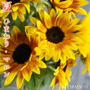 【冷蔵便でお届け】 ひまわり 生花 切花 【 ヒマワリ マロン 10本 夏 自宅用 季節限定 インテリア 切花 花束 ホームフラワー 花 花のある生活 グリーン】