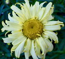 【100円均一】デージー・タッソー ディープローズ 9センチポット苗 中輪ポンポン咲きの花が咲きます♪