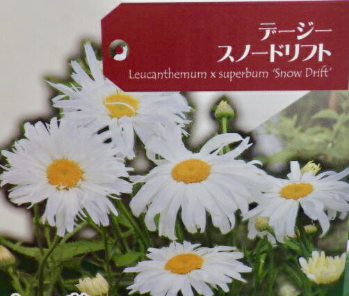 草花の苗/ブルーデージー:ハニーブルー3号ポット2株セット