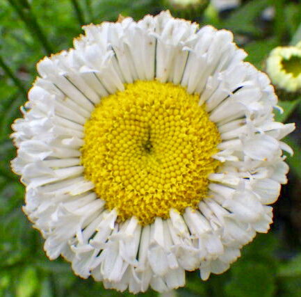 シルバーリーフ ユリオプス デージー苗 3号苗(b18)