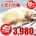 送料無料 牡蠣 天然岩牡蠣(活)150〜250g前後×20個 店長お勧め品 朝採れ 鳥取産 (岩ガキ/岩がき) 刺身用 セール価格!