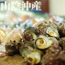 鳥取沖産(活)天然サザエ 計2キロ( 25〜30個入)さざえ 刺身用 山陰沖 お中元 送料無料