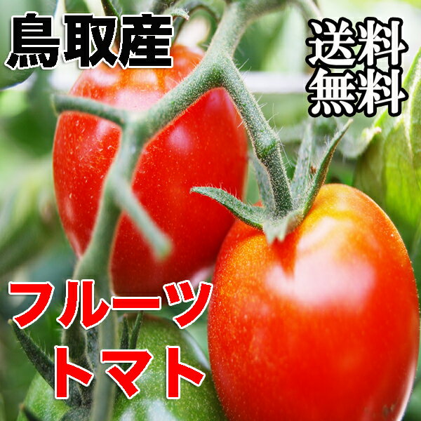 鳥取産フルーツトマト たっぷり2kg(約55個〜65個入）ご自宅用 送料無料