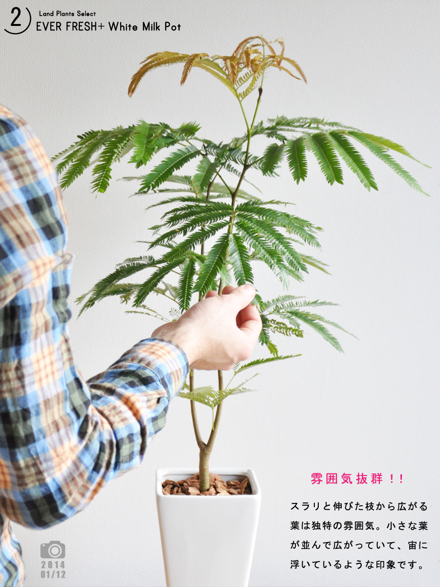 【 観葉植物 】【送料込】 table green series 白色スリム陶器鉢に植えた エバーフ...:land-plants:10000310