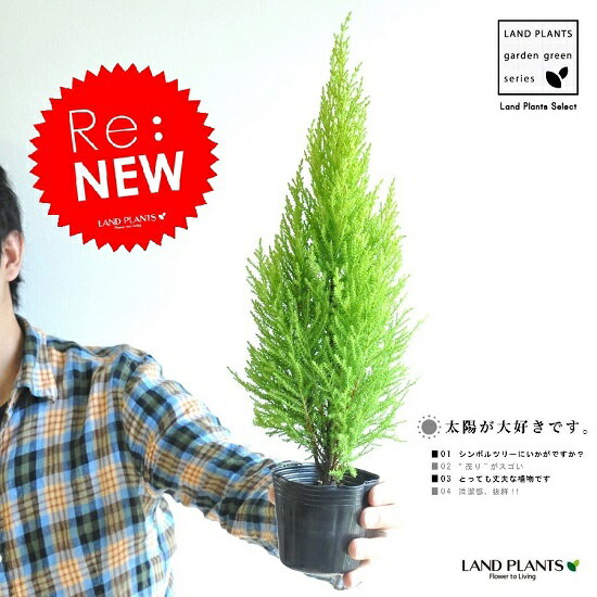 Re:new!!　苗木　ゴールドクレスト　3号　コニファー　成長速度の速い植物　寄せ植えや…...:land-plants:10000362