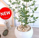 ユーカリ (グニー) 白色 丸形 陶器鉢 丸鉢 鉢植え 陶器 ホワイト ユーカリの木 ユーカリプタス フトモモ グニ コアラ 観葉植物 送料無料