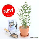 ユーカリ (グニー) 皿付テラコッタ オレンジ 陶器鉢 鉢植え 陶器 茶色 テラコッタ鉢 ユーカリの木 ユーカリプタス フトモモ グニ コアラ 観葉植物 送料無料