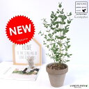 ユーカリ (グニー) イタリアン テラコッタ チョコレート 陶器鉢 鉢植え 陶器 茶色 テラコッタ鉢 チョコ ブラウン ユーカリの木 ユーカリプタス フトモモ グニ コアラ ここファイバー 観葉植物 送料無料