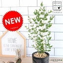 ユーカリ (グニー) モスポット シリンダー 黒色 陶器鉢 鉢植え 陶器 テラコッタ鉢 ブラック 灰色 灰 グレー ユーカリの木 ユーカリプタス フトモモ グニ コアラ 天然石 観葉植物 送料無料
