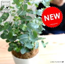 【お試し】 ユーカリ(グニー) 白色 プラスチック鉢 4号 鉢植え プラ鉢 ホワイト 白 ユーカリの木 ユーカリプタス フトモモ グニ コアラ インテリアバーク 観葉植物