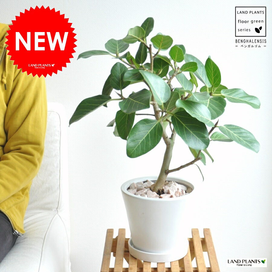New!! ベンガルゴム白色デザイン陶器鉢に植えた　大きな葉の植物　ベンガレンシス　ゴム　…...:land-plants:10000509