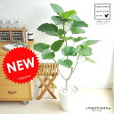 母の日ギフト new!! ハートリーフ ウンベラータ 白セラアート鉢に植えたフィカス・ウンベラー...