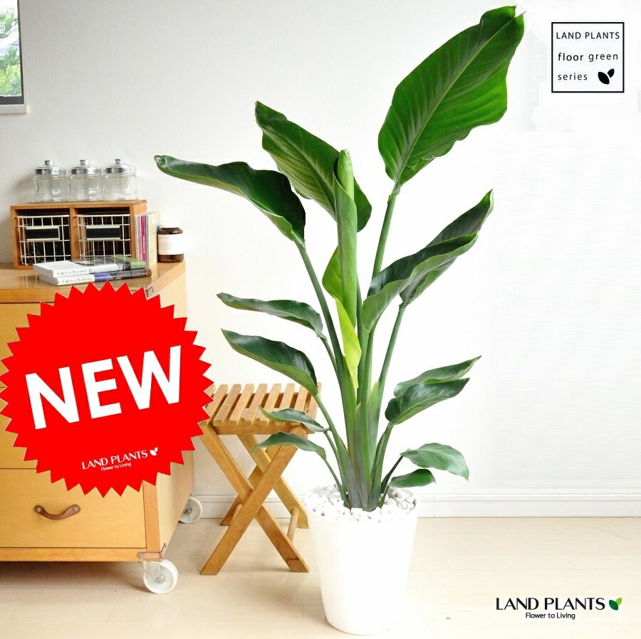 new!!　オーガスタ　アジアングリーン　白セラアート鉢に植えた　ストレリチア・ニコライ …...:land-plants:10000572