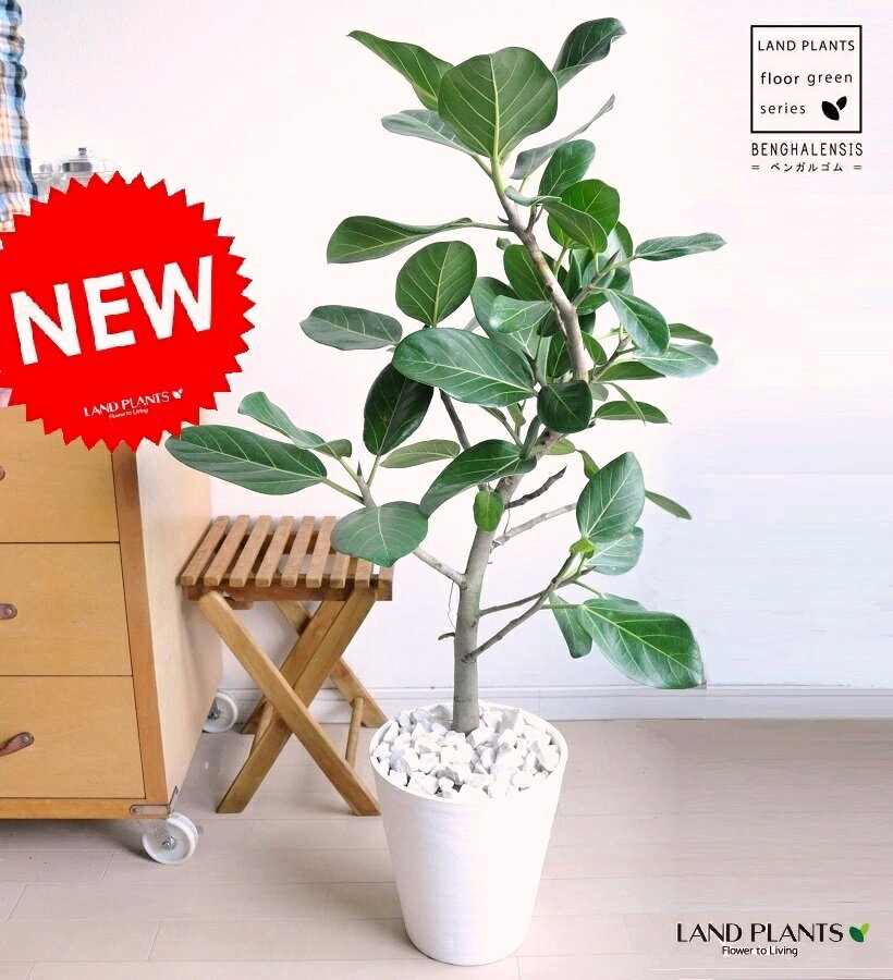 【期間限定ポイント10倍】　new!!　フィカス・ベンガレンシス　白セラアート鉢に植えたベ…...:land-plants:10000566