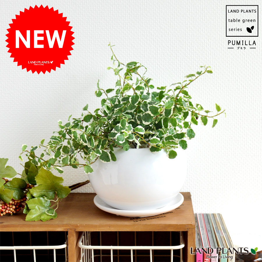 new 可愛い葉っぱのグリーン プミラ 白色丸型陶器に植えた 爽やかグリーンtable green ...:land-plants:10000392