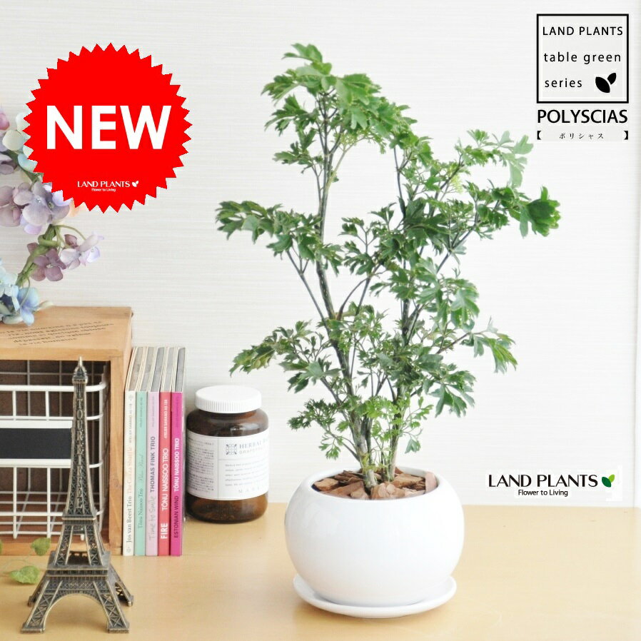 NEW!!　ポリシャス（バタフライ）　白色丸型陶器鉢に植えた　タイワンモミジ　ナチュラルなインテリアグリーン・ポリシヤス・ボリシヤス・ボリシャス　敬老の日・ポイント消化・観葉植物