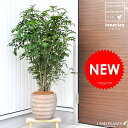 【大好評です】H110cm アンティークブラウン鉢の シマトネリコ 鉢植え 株立ち Garden green series 鉢セット トネリコ 【楽ギフ_メッセ】【楽ギフ_メッセ入力】シマトリネコ シマトルネコ トリネコ バルコニスト