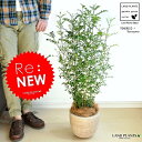 Re:NEW!! シマトネリコ デザインの良いテラコッタ 株立ちトネリコ 【【楽ギフ_メッセ】【楽ギフ_メッセ入力】タイワンシオジ シネマトリコ シマトリネコ シマトルネコ トリネコ 【バルコニスト 推奨item】