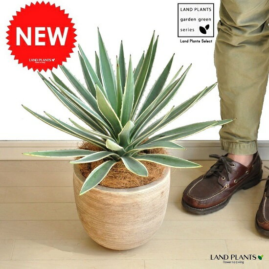 【バルコニスト 推奨item】　NEW!!　アガベ　デザインの良いテラコッタ鉢の　ハクセン…...:land-plants:10000461