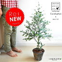 【バルコニスト 推奨item】 NEW!! ユーカリ・グニー 灰色モスポット鉢に植えた ユーカリ鉢植え MOSS POT 苗 ユーカリプタス 【楽ギフ_のし】【楽ギフ_のし宛書】【楽ギフ_メッセ】【楽ギフ_メッセ入力】モスポット コアラ 苔 コケ