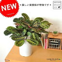 カラテア(マランタ) 7号 白色 プラスチック鉢 (受皿付き) マランタエリトロネウラ 7号サイズ観葉植物 鉢植え 鉢 苗 苗木白 ホワイト 丸 ラウンド