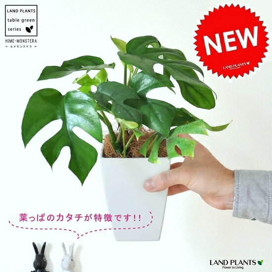 【お試しサイズ】　New!!　ヒメモンステラ　葉の形がとっても　かわいい　ミニモンステラ　…...:land-plants:10000327