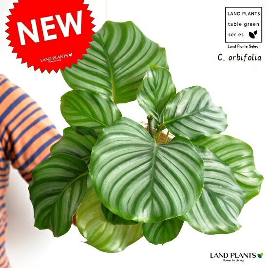 【お試しサイズ】　NEW!!　カラテア　オルビフォリア　白色プラスチック鉢セット　4号サイズ　Calathea orbifolia　クズウコン　敬老の日　ポイント消化　観葉植物