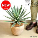 NEW!! アガベ デザインの良いテラコッタ鉢の ハクセンコウ 鉢植え リュウゼツラン アロエ カリフォルニア 竜舌蘭 アガベハクセンコウ 白雪糕 アガペ アガヴェ 【バルコニスト 推奨item】 ポイント消化 観葉植物