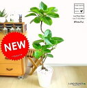 NEW!! アルテシーマ 曲がり 3Dカーブ 白セラアート鉢に植えた バリエガータ こだわり樹形 斑入りゴムの木 フィカス・アルテシーマゴム・ゴムノキ・アルテシマゴム・アルテシマ・アルティーシマ・アルティシーマ