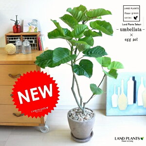 ウンベラータ（自然樹形） 茶色 エッグ型 ラウンド陶器鉢（天然石：茶色） 鉢植え 鉢 H100程度 8号 茶 ブラウン 観葉植物 送料無料