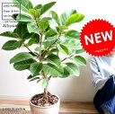 アルテシーマ バリエガータ (自然樹形) 茶色 エッグラウンド 陶器鉢 8号 鉢植え 大型 斑入り ゴム ゴムの木 葉模様 茶 ブラウン 砂色 ベージュ 丸 観葉植物 送料無料