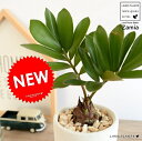ザミア (プミラ) ホワイト シリンダー型 陶器鉢 ヒロハザミア・メキシコソテツ 観葉植物 鉢植え 鉢 苗 苗木 なえ 白 白色 クリーム 丸 ラウンド