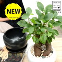 【2色】 ガジュマル(幹太タイプ) 白色 or 黒色 大丸 陶器鉢 【天然砕石・受皿・育て方】 多幸の樹 精霊が宿る木 鉢植え 鉢 苗 苗木 黒 ブラック 白 ホワイト 丸 ラウンド 観葉植物 送料無料 がじゅまる