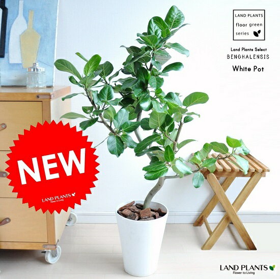 new!!　美しい　ベンガレンシス　白色デザインプラ鉢7号サイズに植えたベンガルゴム 美し…...:land-plants:10000593