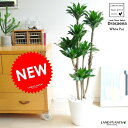 NEW!! ドラセナコンパクタ 白セラアート鉢に植えた ドラセナコンパクター 割れない【楽ギフ_のし】【楽ギフ_のし宛書】【楽ギフ_メッセ】【楽ギフ_メッセ入力】 祝い花 ドラセナ・コンパクタ コンパクター