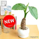 New!! クワズイモ 白色大丸型陶器鉢に植えた アロカシア【楽ギフ_のし】【楽ギフ_のし宛書】【楽ギフ_メッセ】【楽ギフ_メッセ入力】芋 アローカシア サトイモ 出世芋 アジアングリーン トトロ 傘 食わず芋 敬老の日 ポイント消化 観葉植物