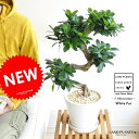 New!! 曲がりガジュマル 盆栽仕立ての ガジュマル 白色デザイン陶器に植えた 美樹形 がじゅまるの木【楽ギフ_のし】【楽ギフ_のし宛書】【楽ギフ_メッセ】【楽ギフ_メッセ入力】 風水 人参 ニンジンガジュマル ガジュマロ カジュマル