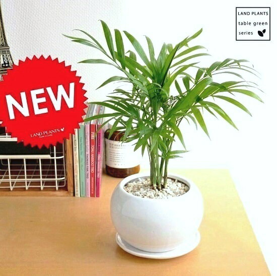 New!!　テーブルヤシ　白色丸型陶器に植えたtable green series　ヤシ　…...:land-plants:10000369