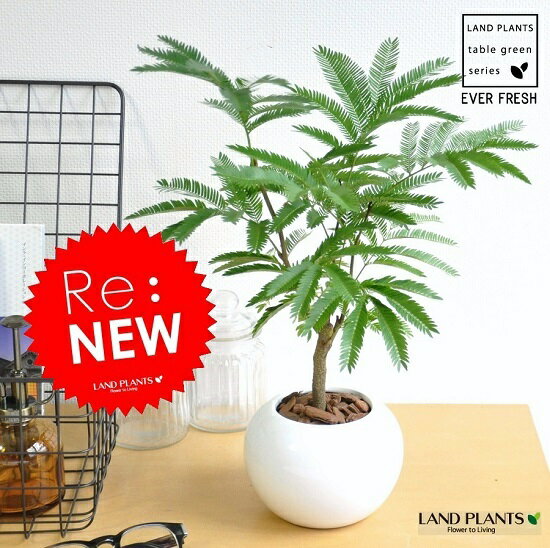 NEW!! 卓上で育てる　エバーフレッシュ　白色丸型陶器に植えた　ネムの木　ネムノキ　アカ…...:land-plants:10000356