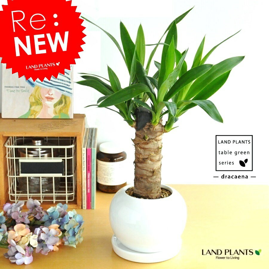 NEW!!　青年の樹　ドラセナ・ユッカ　白色丸型陶器に植えた　観葉植物の代表です♪　ギフト…...:land-plants:10000529
