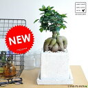 NEW!! がじゅまる (ホワイト) 貫入カラーポット陶器鉢に植えた 盆栽仕立ての ガジュマルの樹 rara iuvant 【楽ギフ_メッセ】【楽ギフ_メッセ入力】人参 ニンジンガジュマル カジュマル ガジュマロ