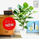 NEW!! 自然樹形 アルテシーマ バリエガータ 白セラアート鉢に植えた こだわり樹形 斑入りゴムの木【楽ギフ_メッセ】【楽ギフ_メッセ入力】フィカス アルテシーマゴム アルテシマ アルテシマゴム アルテシマ アルティーシマ アルティシーマ